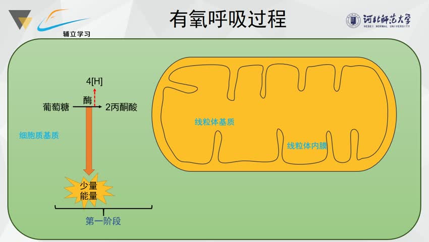 5.2.1有氧呼吸