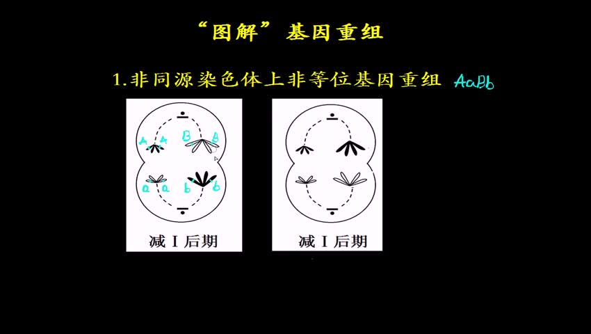 3"图解"基因重组_裴柳