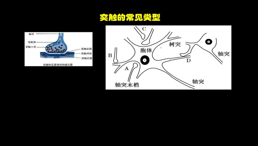 3興奮在神經元之間的傳遞 講解視頻